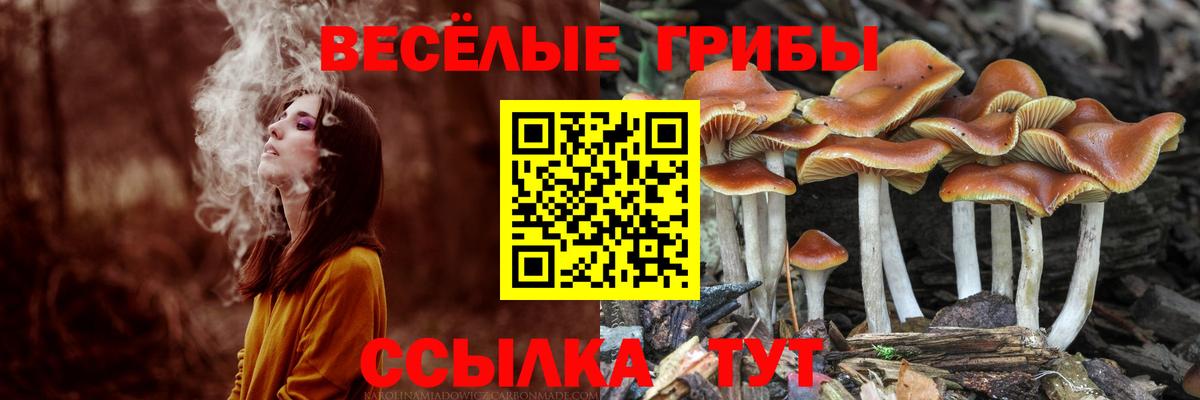 Псилоцибиновые грибы Psilocybine cubensis Чита